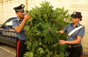 Sestri Levante, pensionata 60enne coltiva marijuana in casa: denunciata Piantine di marijuana in casa: denunciata coppia di genovesi