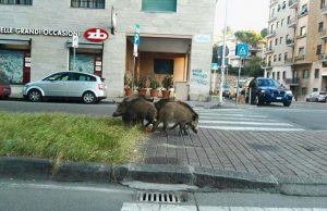 Genova Albaro, cinghiali fuori dal bar ‘dei vip’ a mezzogiorno Genova Albaro, cinghiali fuori dal bar 'dei vip' a mezzogiorno