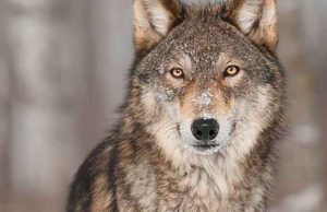 Coldiretti denuncia attacco dei lupi a bovini sul monte Fronté