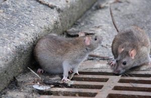 Assessore Campora dichiara guerra ai topi: derattizzazione da Boccadasse a Sestri