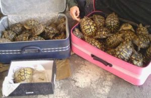 Alleva 140 tartarughe nel giardino di casa senza autorizzazione: sanzione salatissima