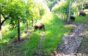 Allarme cinghiali, Regione a Coldiretti: nel 2016 già approvata normativa difesa del fondo