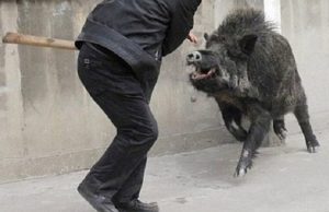 Cacciatore viene caricato da cinghiale e si spara in un piede Cacciatore viene caricato da cinghiale e si spara in un piede