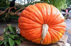 La Festa della Zucca a Murta, nel cuore della Val Polcevera