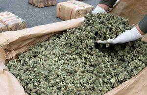 Carabinieri arrestano due imperiesi con oltre mezzo quintale di marijuana