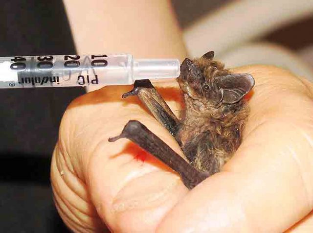 pipistrello-enpa