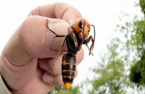 Assessore Mai: operativo un radar per le vespe velutine, insetti killer delle api
