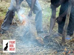 Cane fatto arrosto da nigeriano al centro migranti: da noi è normale | Video choc