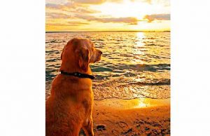 Sestri Levante, Tar respinge ricorso associazioni per cani in spiaggia d’estate