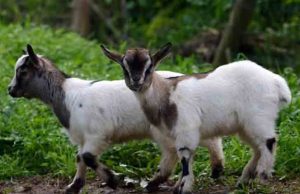 Caprette Palmaria, si rompe chiatta usata per il trasferimento