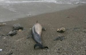 Convegno Galata: morbillo e inquinamento causa morte delfini