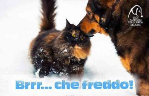 Lega Difesa del Cane, 10 consigli contro il freddo per i nostri amici