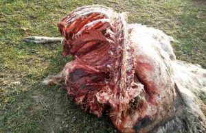 Nuovi attacchi di lupi a capi ovini, la denuncia della Cia