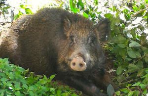 Peste suina, boschi chiusi. MS: malattia non trasmissibile agli umani Peste suina, boschi chiusi. MS: Malattia non trasmissibile agli esseri umani