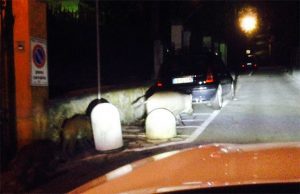 Avvistamenti cinghiali a Fossitermi, cittadini scrivono a sindaco