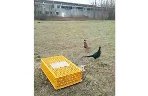 Fagiani salvati dall’Enpa vengono liberati | Video