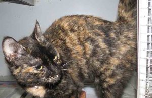 Appello Enpa Savona, ritrovato gattone con collarino in via Chiabrera