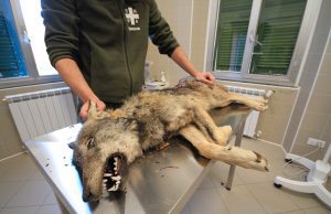 Ursula, la lupa investita, non sopravvive alle ferite Ursula, la lupa investita, non sopravvive alle ferite