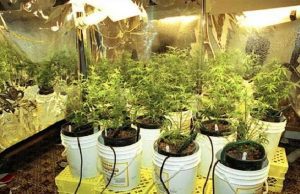 In casa 51 piantine di marijuana e stufa accesa: intontito e morto asfissiato