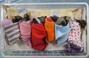 Pipistrelli in difficoltà per il freddo salvati dall’Enpa