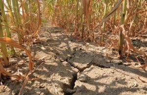 Siccità 2017, ministero riconosce stato calamità richiesto da Regione Liguria