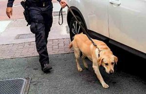 Il fiuto del finanziere Cally non mente: africano trovato con 700 grammi di coca