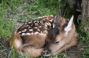 Regione Liguria, Piana a escursionisti: non toccate Bambi Capriolo prigioniero in giardino: Bambi liberato da volontari Enpa