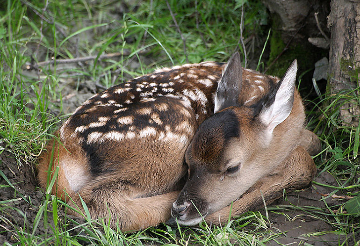 Capriolo prigioniero in giardino: Bambi liberato da volontari Enpa