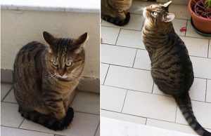 Appello per coppia di gatti alla ricerca di una nuova famiglia