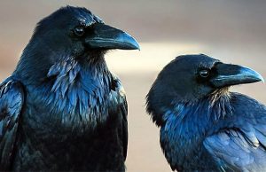 Il Nano Morgante | Chi si somiglia, si piglia