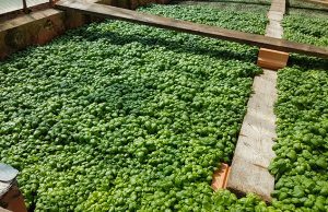 A Prà nel week va in scena Profummo de Baxaicò