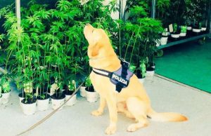 Euroflora stupefacente? Cane antidroga fiuta marijuana light: è legale, non mi fate perdere tempo