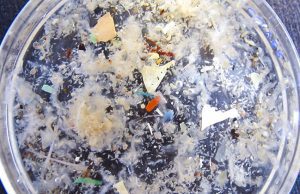 Anche alle Cinque Terre presenza di microplastiche