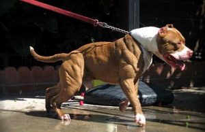 Difende il suo cagnolino, poi muore di infarto. Padrona pitbull indagata per omicidio colposo