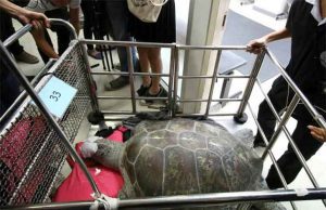 Tartaruga immobile davanti al porto di Sanremo, salvata dalla capitaneria