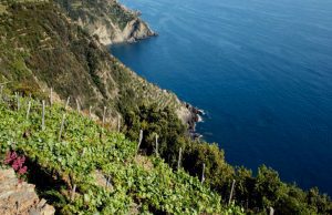 Vinitaly 2018, dodici le aziende vitivinicole spezzine