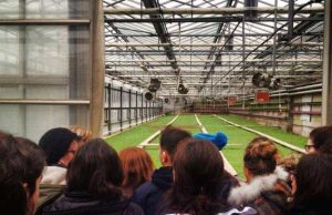 Approvato nuovo bando Psr a sostegno biologico e prodotti tipici, come il basilico Dop