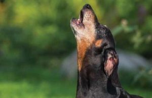 I cani abbaiano troppo, i vicini la denunciano: proprietaria a processo