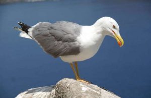 Pensionato aggredito da gabbiano: ferito alla testa, 5 giorni di prognosi