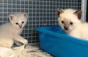 Richiesta di adozione dell’Enpa di Savona per due gattini