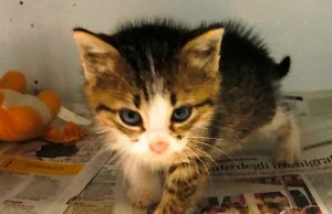 Gattino abbandonato in una scatola, Enpa cerca i responsabili