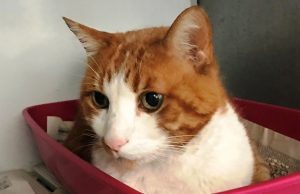 Appello del cuore per gattone sfrattato a Savona