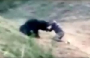 India, vuole fare selfie con orso e viene sbranato | Video