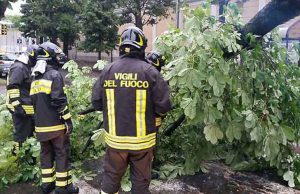 Pino cade sull’Aurelia a Finale Ligure, VVF sul posto