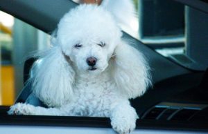 Lasciano il cane in auto e vanno a Messa, denunciati dai carabinieri