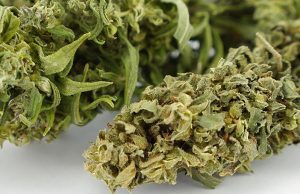 Dal Css no alla libera vendita di cannabis light: non esclusa la pericolosità
