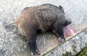 Albanese uccide cinghiale a mazzate e lo macella sul posto