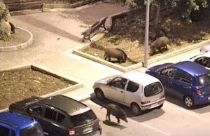 Invasione record cinghiali a Bari: 44 esemplari catturati