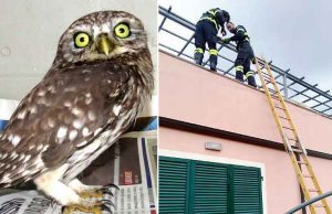 Civetta imprigionata in una rete salvata dai VVF