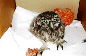 Soccorsa altra civetta a Savona, ma Enpa lamenta assenza volontari